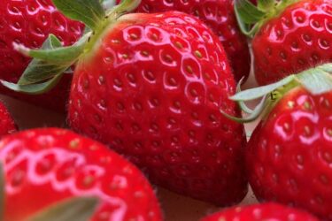 倉敷地方施設いちご研究会